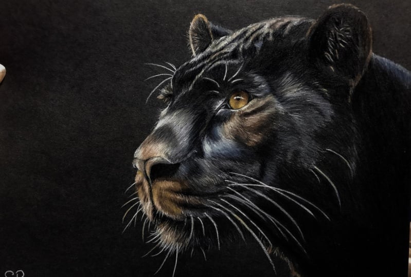 Panther on black paper