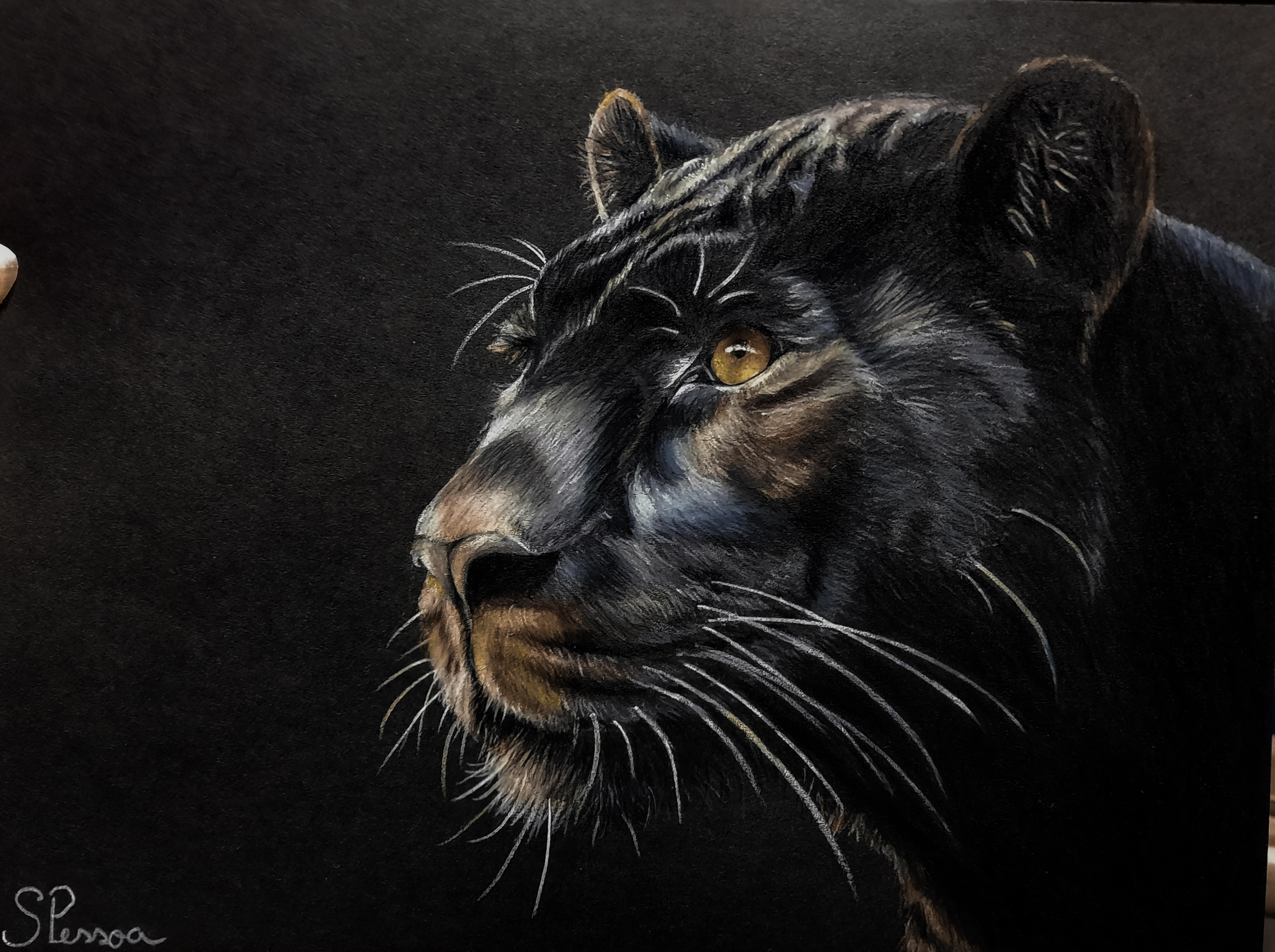 Colored pencils drawing: BLACK PANTHER on BLACK PAPER 2