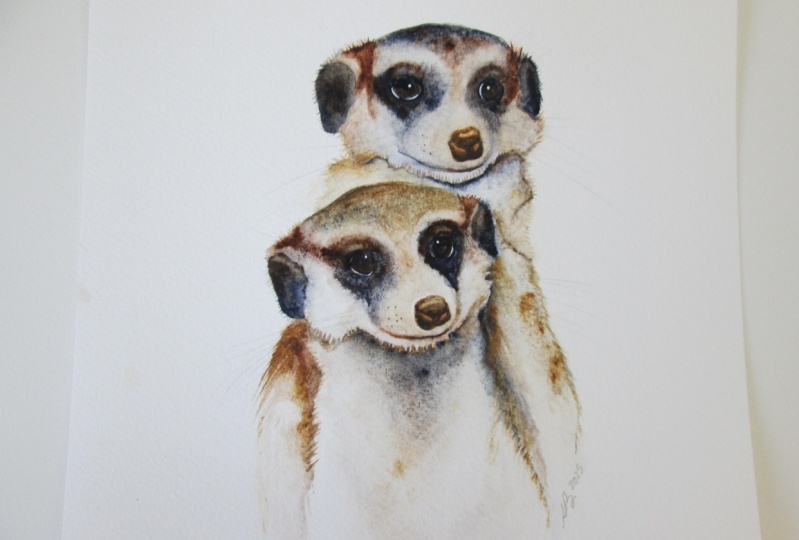 Meerkats