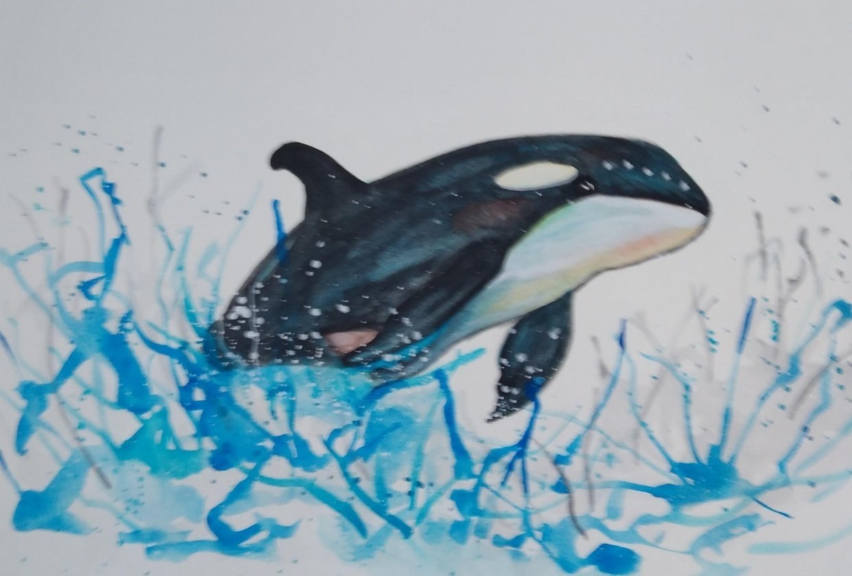 Watercolor Orca - student project