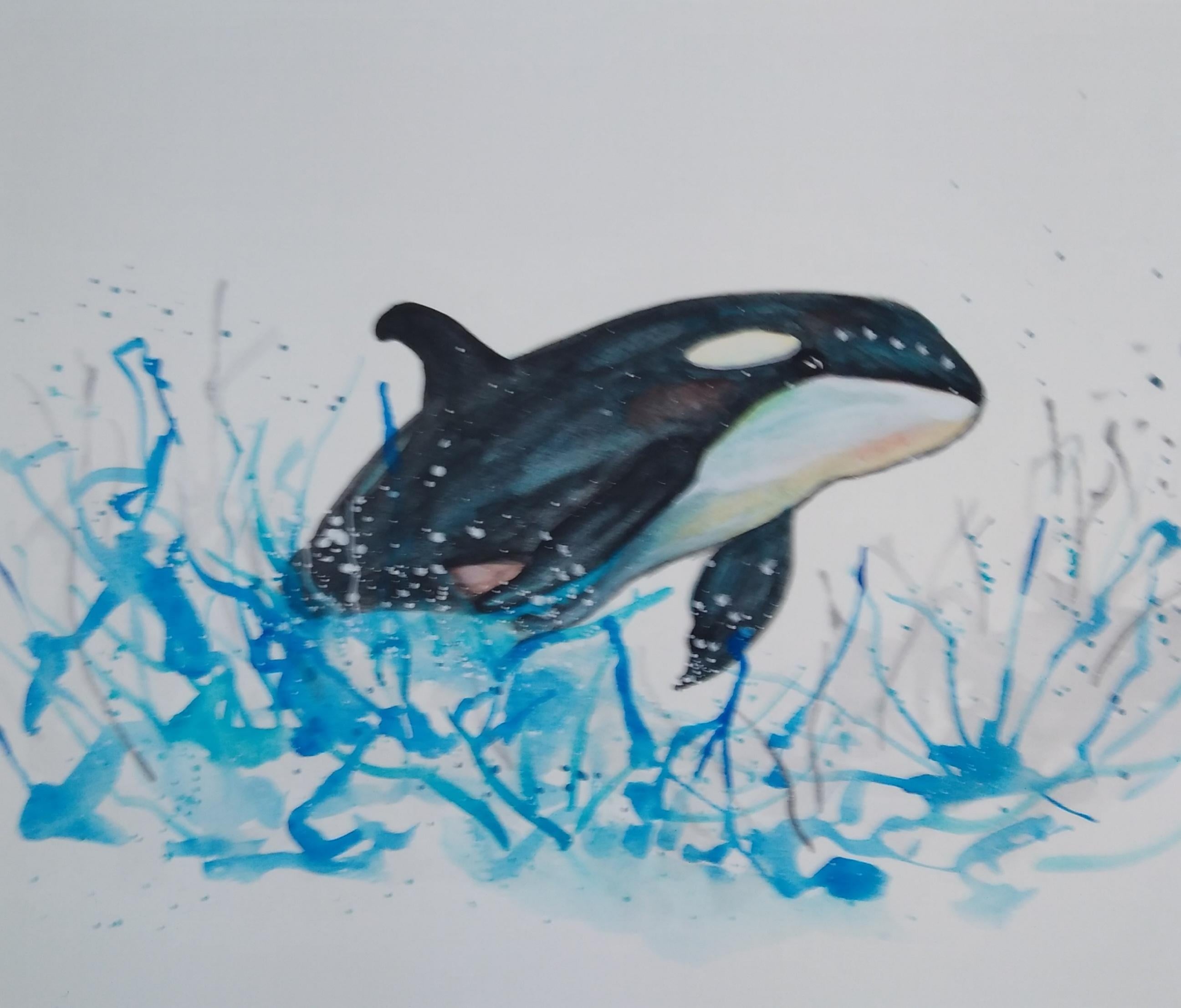 Watercolor Orca - student project