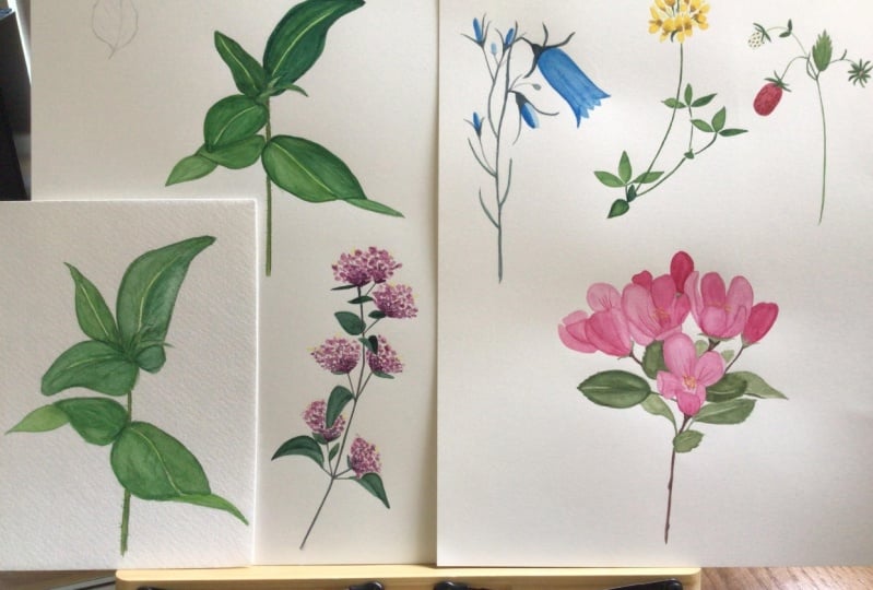 Watercolor Wildflower Practice