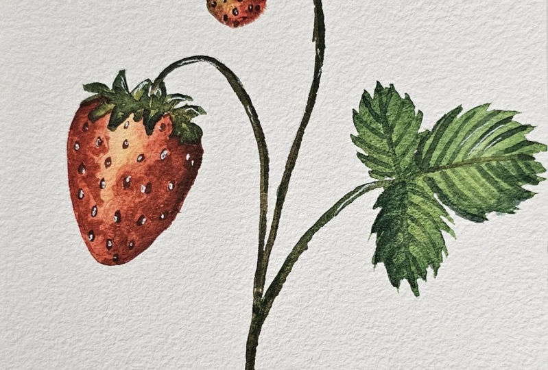 Strawberries