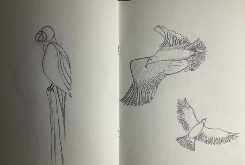 Birds