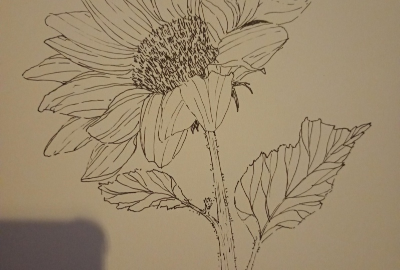 Girasol ilustrado en tiralineas