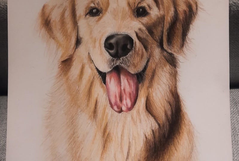 Golden Retriever in colored pencils