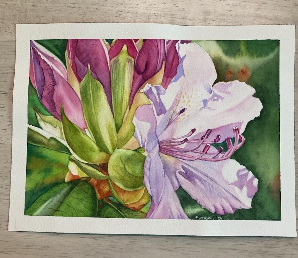 Chris' Rhododendron - student project
