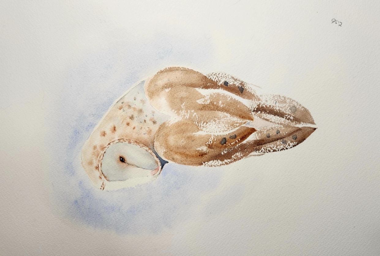 Odin, the barn owl - student project