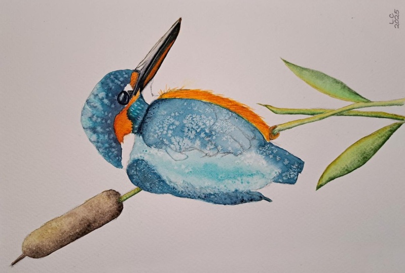 Colourful Kingfisher