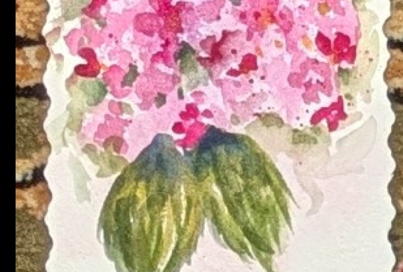 Kellie's Hydrangea