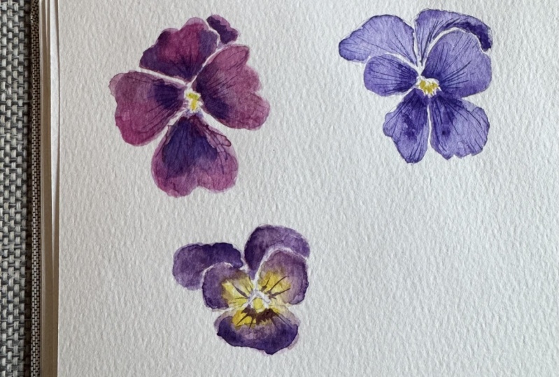 Pansies watercolor practice