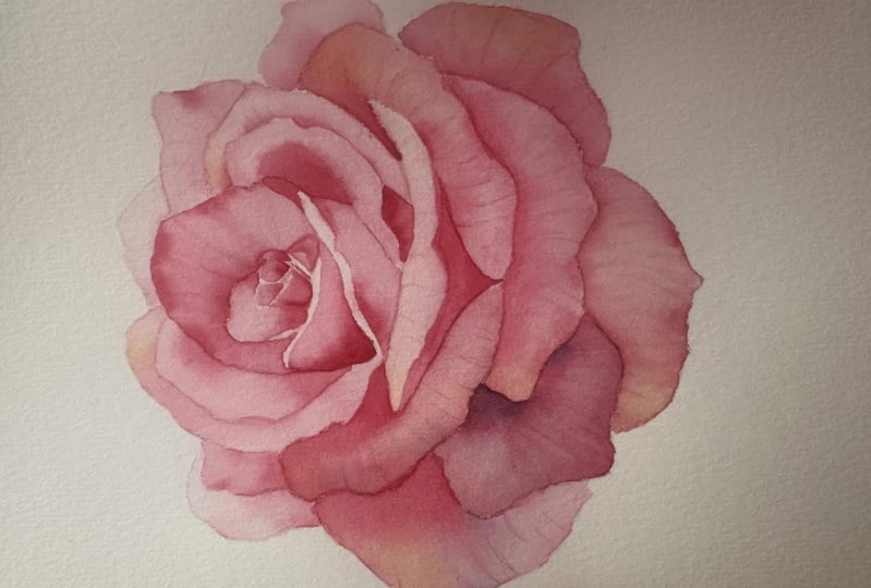 Botanical Rose