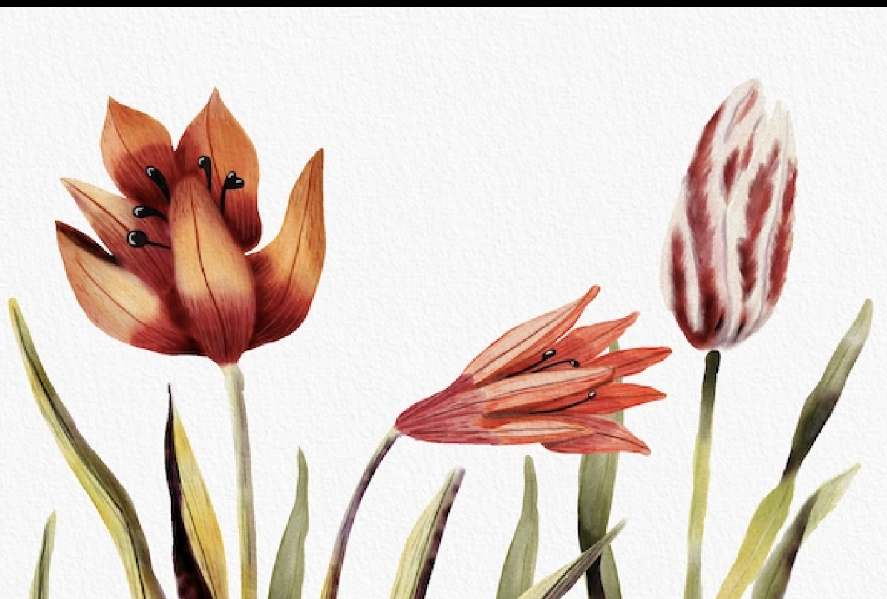 Three Tulips Ready - student project