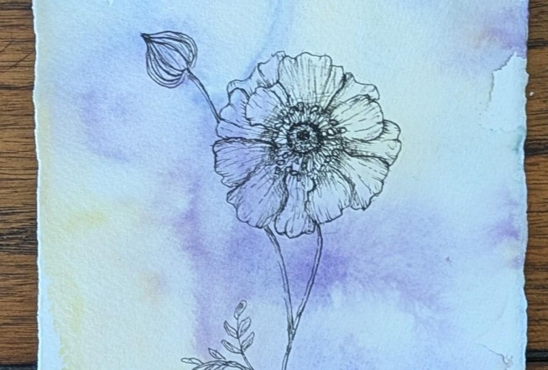 Anemone Sketch