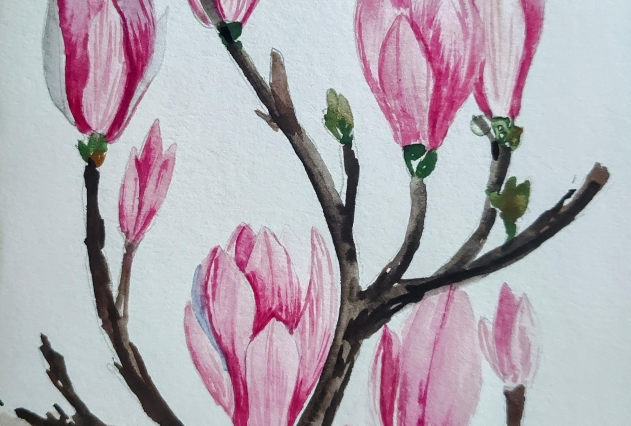 Watercolor Magnolia with Kanchan - student project