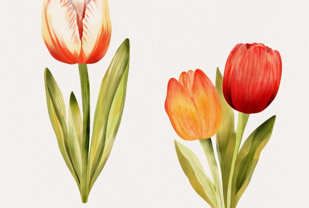 Watercolor tulips - student project