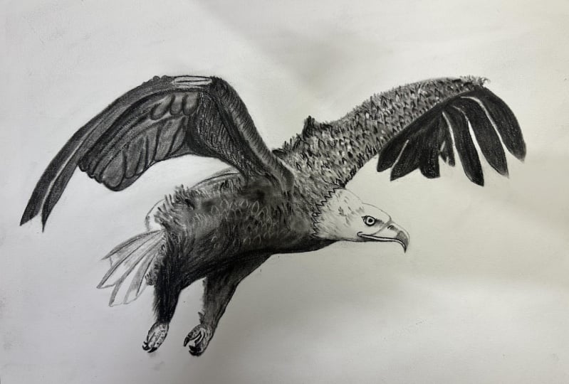 Bald eagle