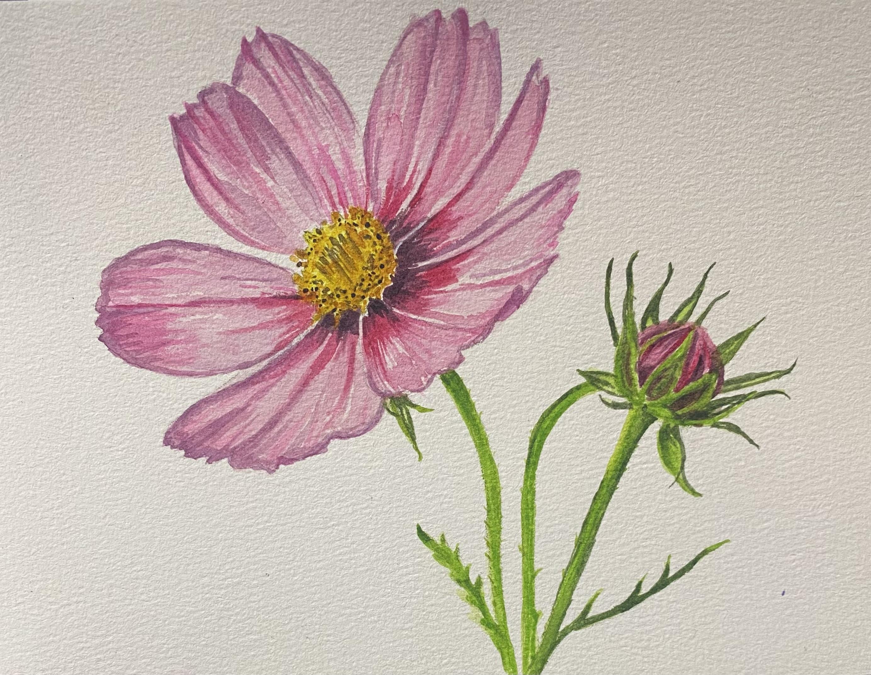 The 4-Step Method to Realistic Watercolor: Paint a Cosmos Flower - student project