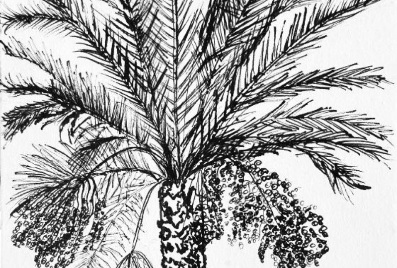 pen and ink
