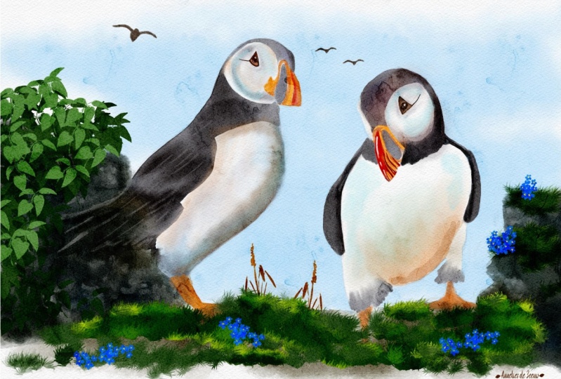 Puffins