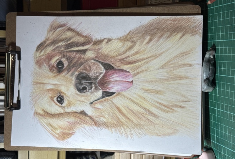 golden retriever