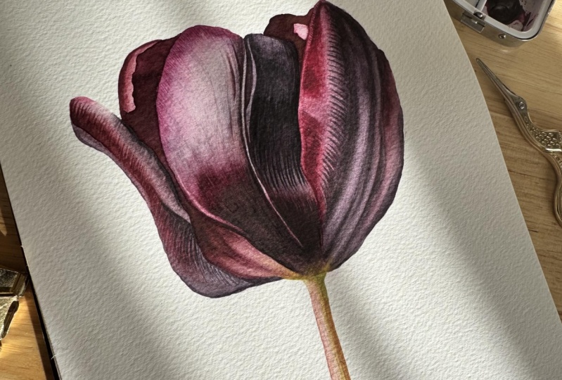 Dark Tulip