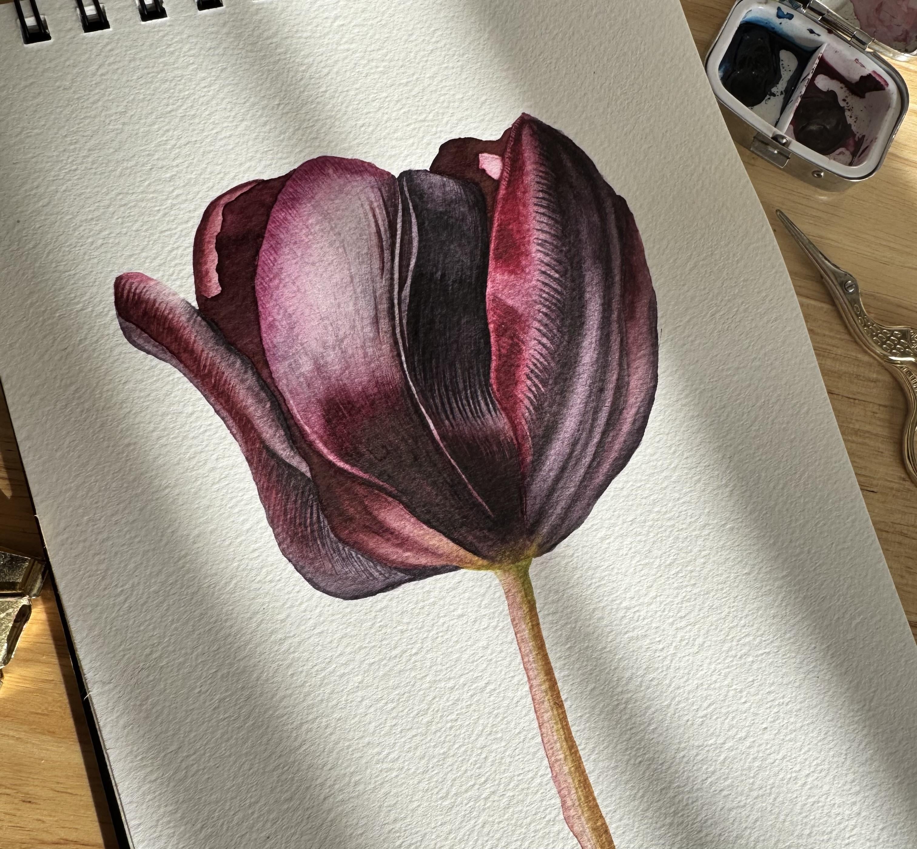 Dark Tulip