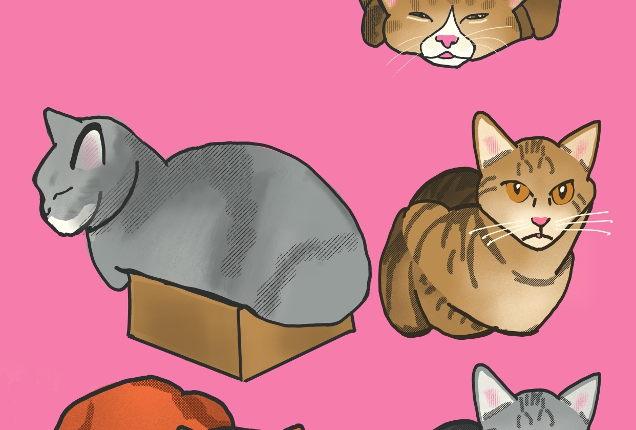 Cats - student project
