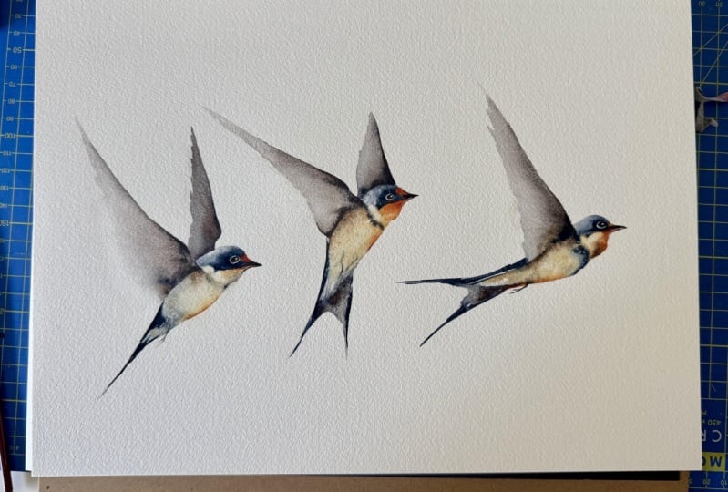 Flighty Swallows