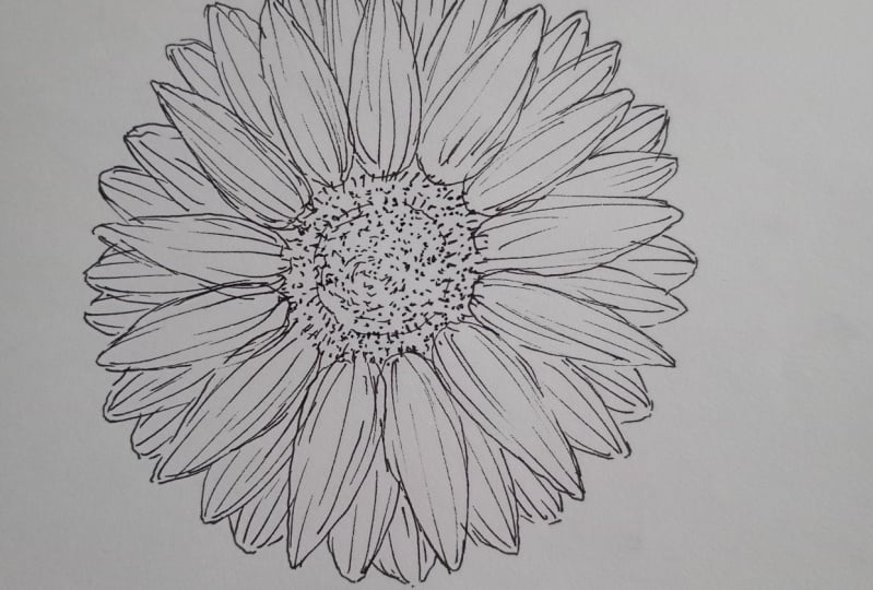 Girasol frontal