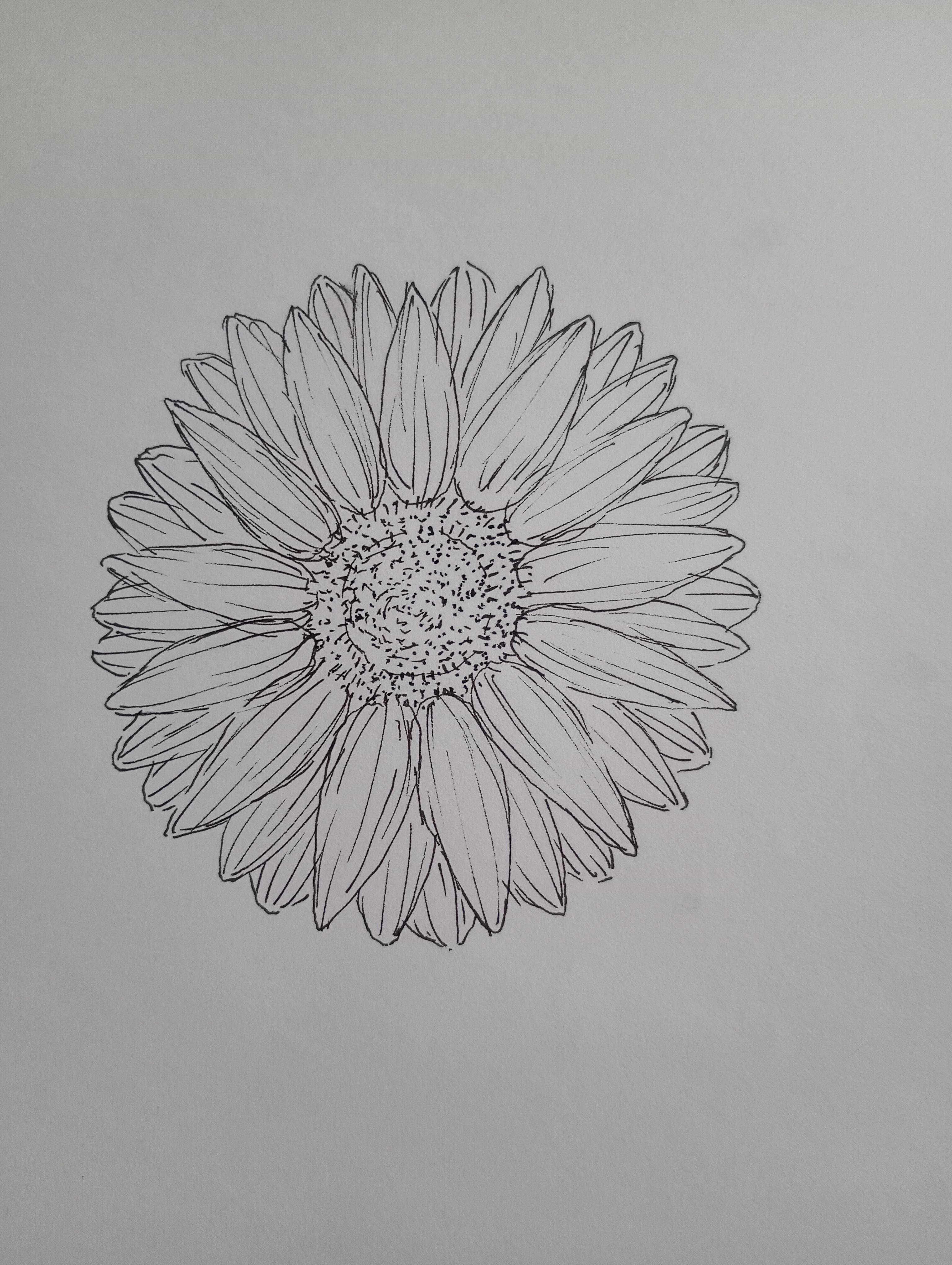 Girasol frontal - student project