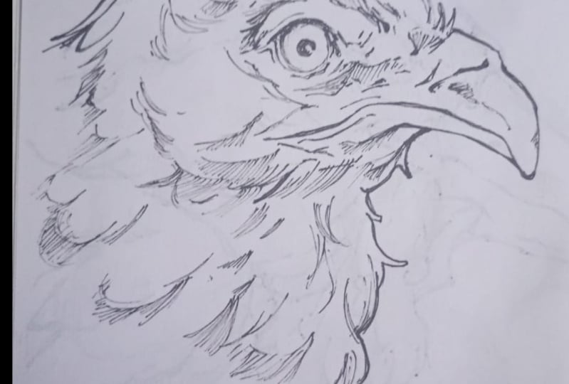 aves dibujos
