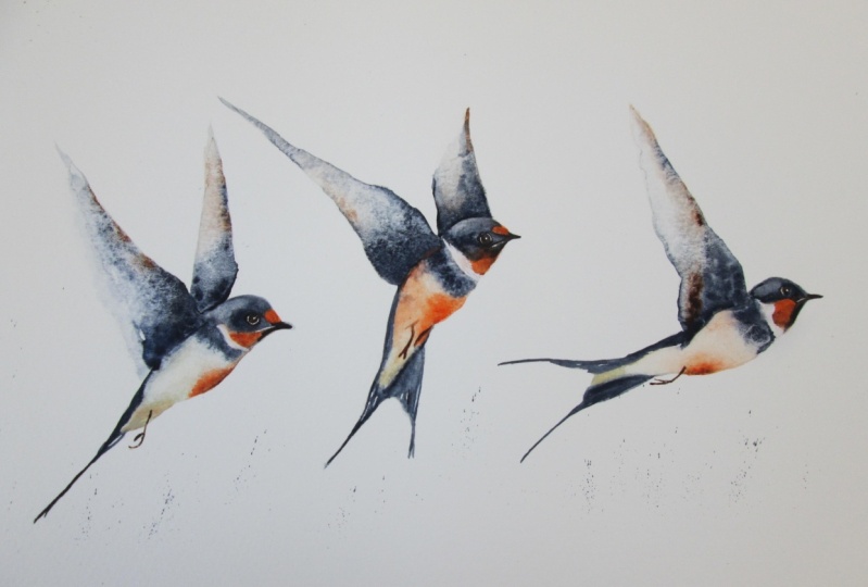 Swallows with Jane Davies