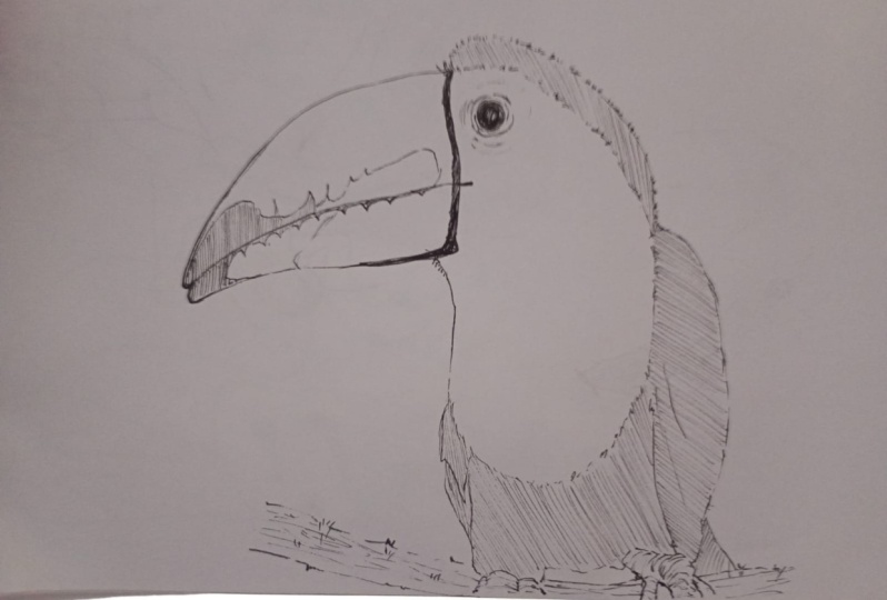 dibujo de aves realista
