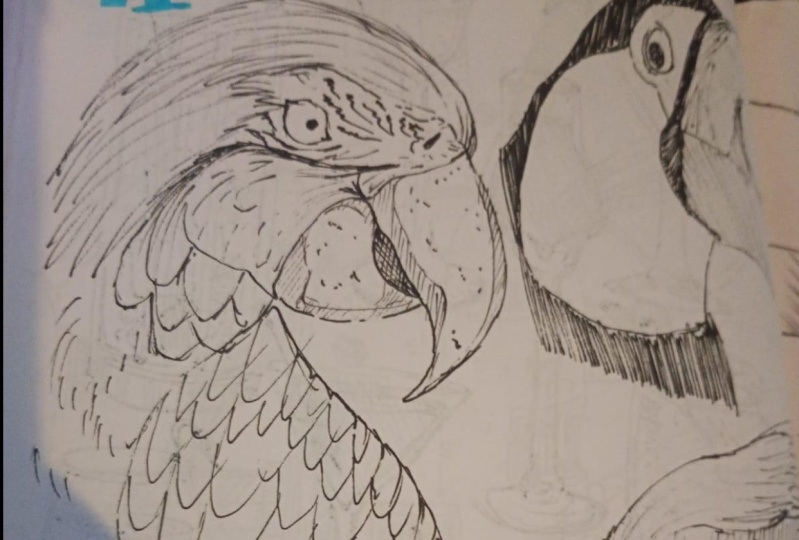 dibujo loro realista