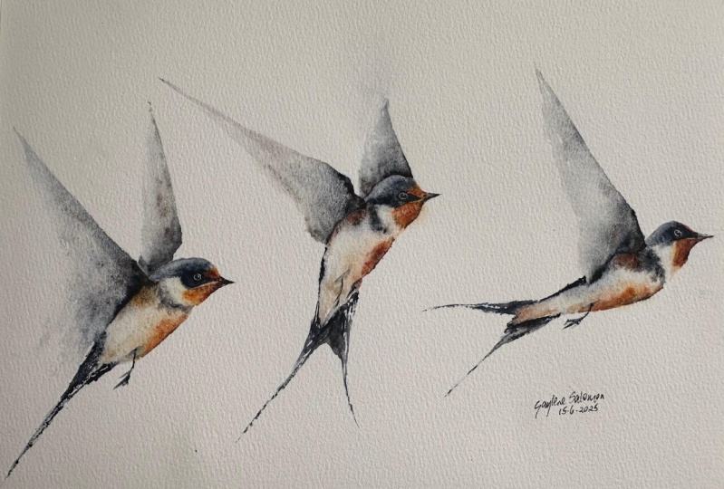 3 Swallows