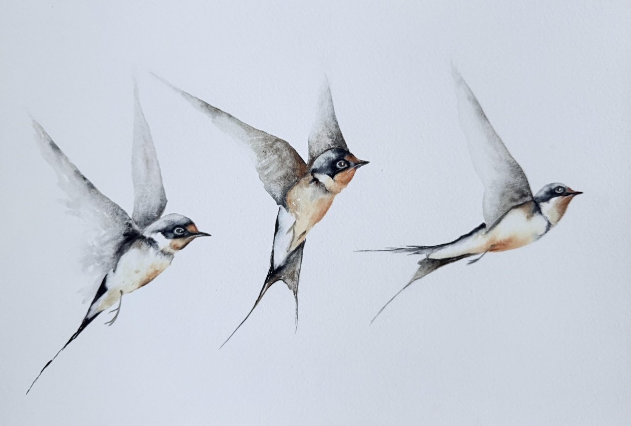 Swallows - student project