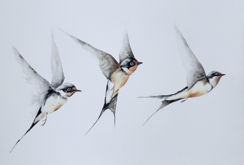 Swallows