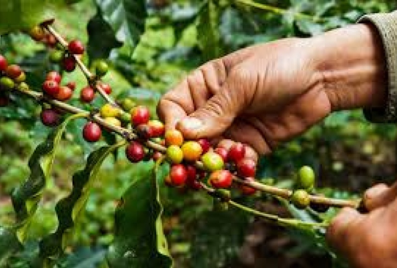 Caffeine Kings: Unveiling the World's Top 5 Coffee Producers