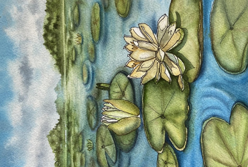 Waterlily Pond