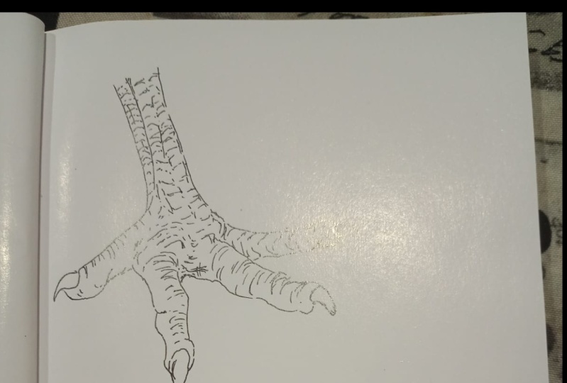 dibujo pata ave
