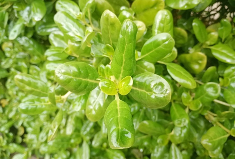 despues de una lluvia