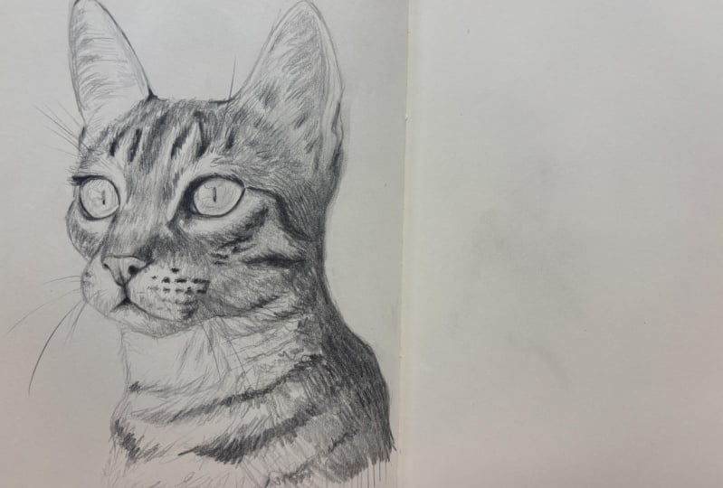 Chat au graphite