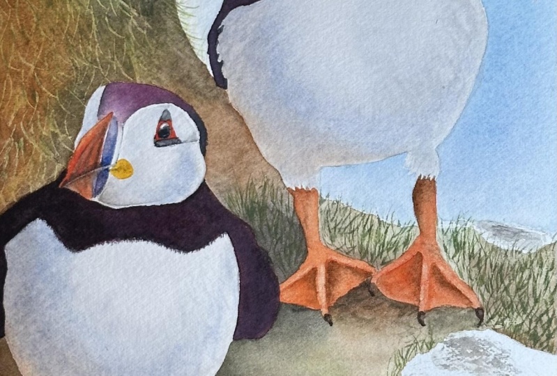 Puffins in watercolour