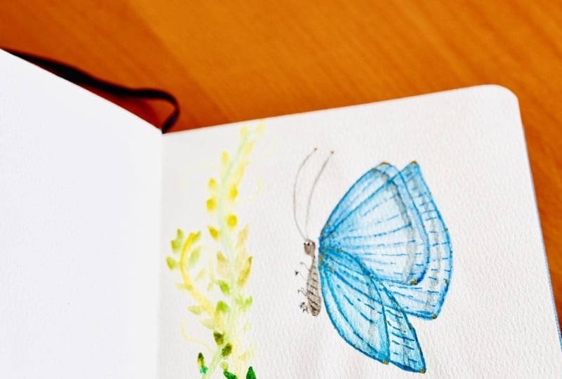 Transparent butterfly