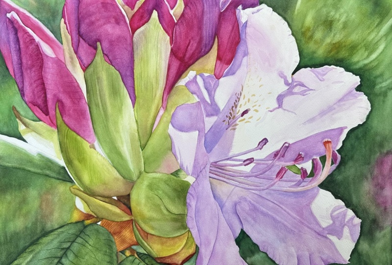 Garden Gems: Rhododendron