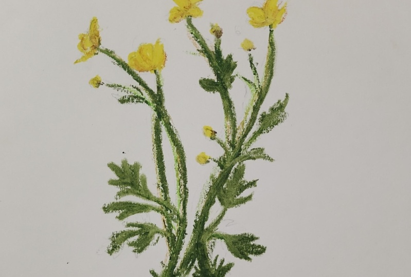 Buttercups