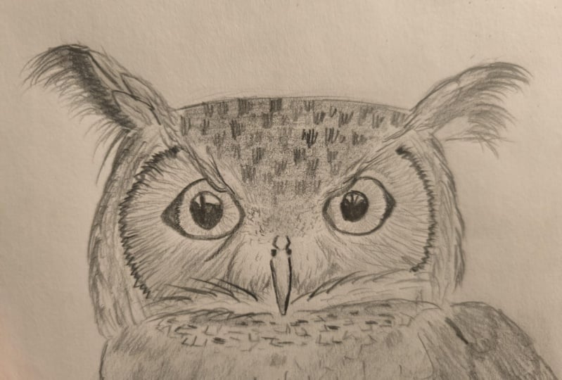 Little Owl 