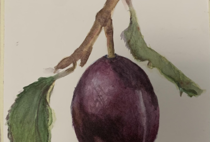 Plum for my mama