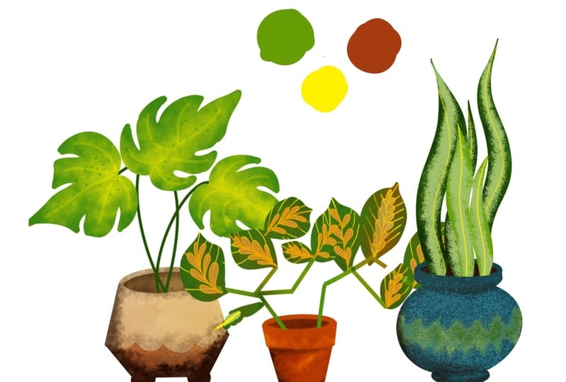 House plants
